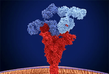 Study: Omicron evades some but not all monoclonal antibodies
