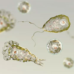 naegleria fowleri survivors