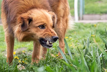 First Human Rabies Death Reported in Oecusse